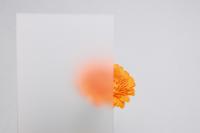 Ornamentglas Satinato vor Blume