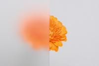 Ornamentglas Satinato