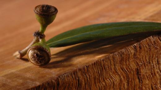Holzart Eucalyptus globulus