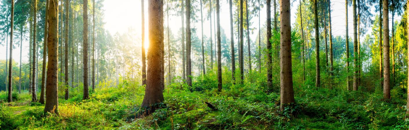 Symbolbild Nachhaltige Waldwirtschaft bei PaX